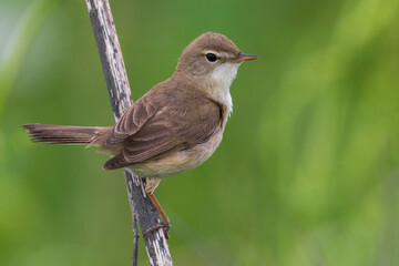 Kleine Spotvogel, Booted Warbler, Acrocephalus caligata
