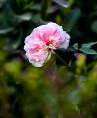 Close up shot of white bloomed rose in the flower garden