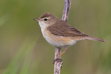 Kleine Spotvogel, Booted Warbler, Acrocephalus caligata