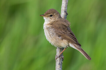 Kleine Spotvogel, Booted Warbler, Acrocephalus caligata