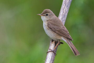 Fototapeta premium Kleine Spotvogel, Booted Warbler, Acrocephalus caligata