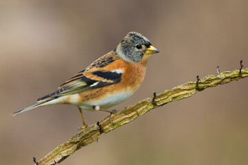 Keep; Brambling; Fringilla montifringilla