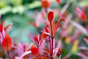 Close view of top brunch of a decorative red leaves tree