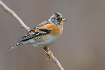 Keep; Brambling; Fringilla montifringilla