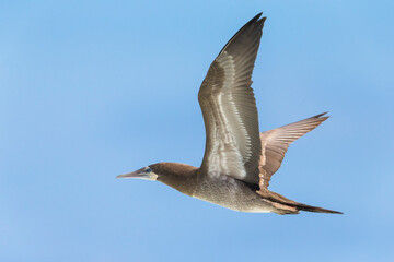 Bruine Gent, Brown Booby, Sula leucogaster