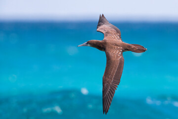 Bruine Gent, Brown Booby, Sula leucogaster