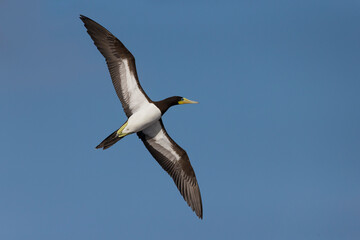 Obraz premium Bruine Gent, Brown Booby, Sula leucogaster