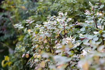 Decorative tree with green and white spots leaves in the nursery