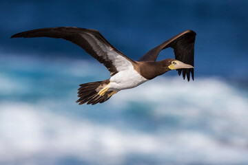 Bruine Gent, Brown Booby, Sula leucogaster