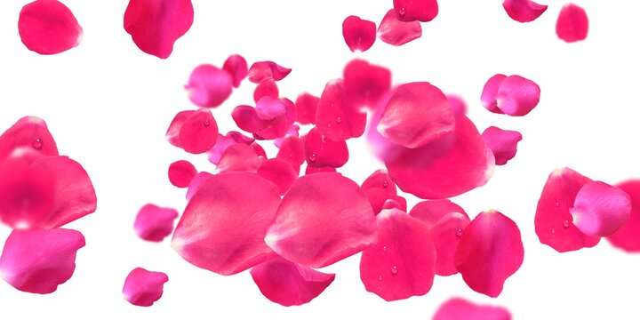 Rose Petals Stock Image