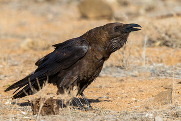 Bruinnekraaf, Brown-necked Raven, Corvus ruficollis