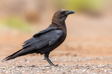 Bruinnekraaf, Brown-necked Raven, Corvus ruficollis