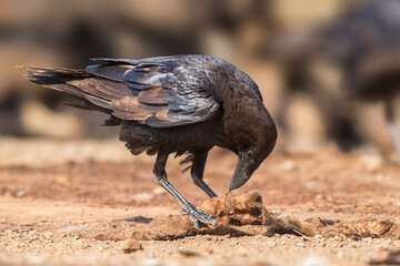 Bruinnekraaf, Brown-necked Raven, Corvus ruficollis