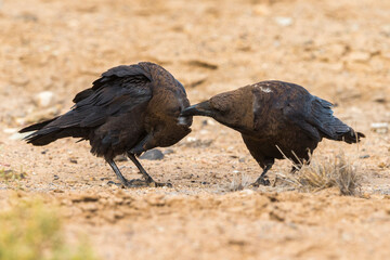 Bruinnekraaf, Brown-necked Raven, Corvus ruficollis