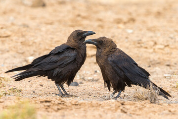 Bruinnekraaf, Brown-necked Raven, Corvus ruficollis