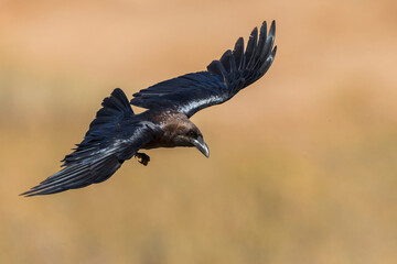 Bruinnekraaf, Brown-necked Raven, Corvus ruficollis