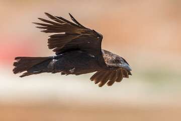 Bruinnekraaf, Brown-necked Raven, Corvus ruficollis