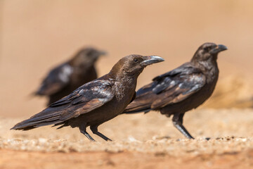 Bruinnekraaf, Brown-necked Raven, Corvus ruficollis
