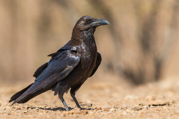 Bruinnekraaf, Brown-necked Raven, Corvus ruficollis