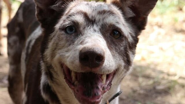 Brown and White spotted Australian Koolie, Dog looking left and right with Blue and Brown eyes. Extreme Close Up