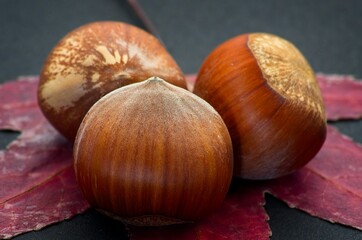 Fresh hazelnuts on a dry leaf over black background with soft defocus