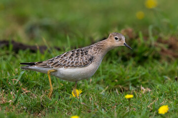 Blonde Ruiter, Buff-breasted Sandpiper, Tryngites subruficollis