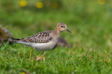 Blonde Ruiter, Buff-breasted Sandpiper, Tryngites subruficollis