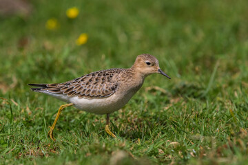 Fototapeta premium Blonde Ruiter, Buff-breasted Sandpiper, Tryngites subruficollis