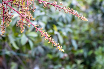 Laying down bloomed mango flower and buds in the mango garden close up