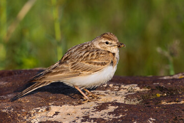 Kortteenleeuwerik, Short-toed Lark, Calandrella brachydactyla ssp artemisiana