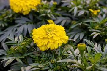 Mexican marigold flower or yellow marigold with leaves close up shot in the botanical garden.CR3