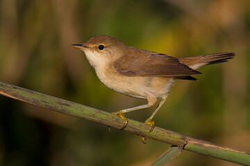 Kleine Karekiet, Eurasian Reed Warber, Acrocephalus scirpaceus