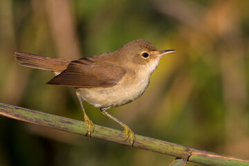 Kleine Karekiet, Eurasian Reed Warber, Acrocephalus scirpaceus