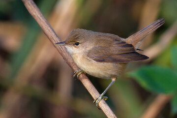 Kleine Karekiet, Eurasian Reed Warber, Acrocephalus scirpaceus