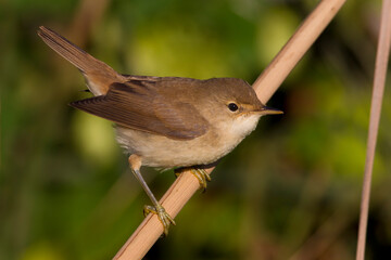 Kleine Karekiet, Eurasian Reed Warber, Acrocephalus scirpaceus