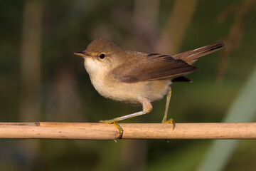 Kleine Karekiet, Eurasian Reed Warber, Acrocephalus scirpaceus