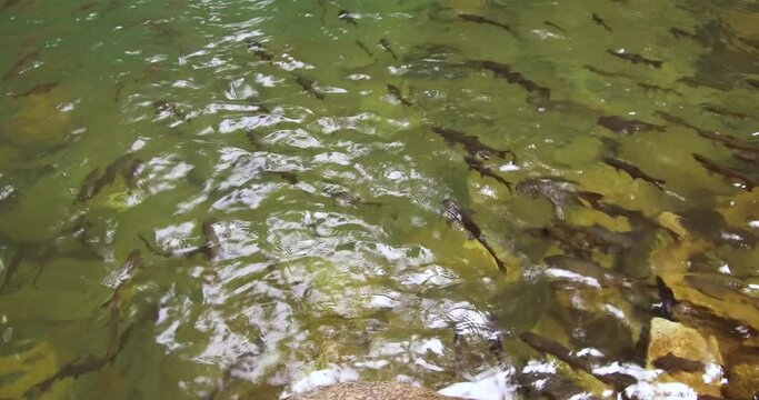 Soro Brook Carp Freshwater Fish Species in Thailand, High Angle