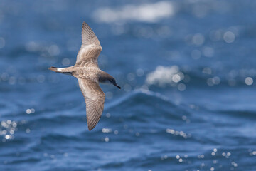 Kaapverdische Pijlstormvogel; Cape Verde Shearwater; Calonectris edwardsii;