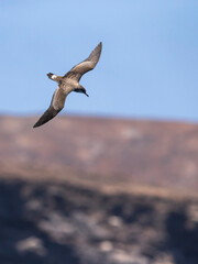 Kaapverdische Pijlstormvogel; Cape Verde Shearwater; Calonectris edwardsii;