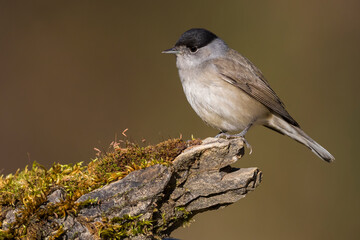 Zwartkop; Blackcap; Sylvia atricapilla