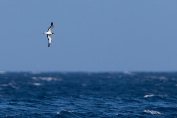 Fototapeta na wymiar Kaapverdische Pijlstormvogel; Cape Verde Shearwater; Calonectris edwardsii;