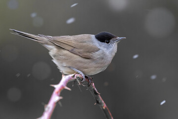 Zwartkop; Blackcap; Sylvia atricapilla
