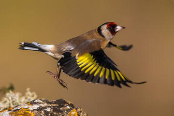 Putter; Eurasian Goldfinch; Carduelis carduelis - obrazy, fototapety, plakaty