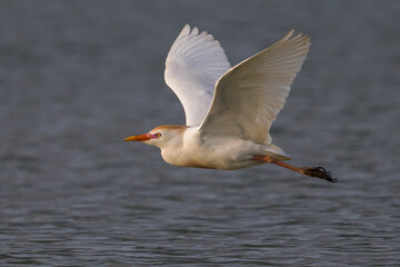 Fototapeta na wymiar Koereiger; Cattle Egret; Bubulcus ibis
