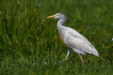 Koereiger; Cattle Egret; Bubulcus ibis