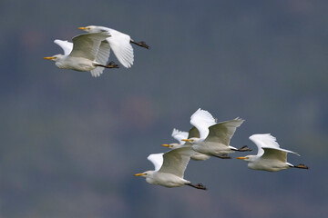  Koereiger, Cattle Egret, Bubulcus ibis