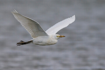  Koereiger, Cattle Egret, Bubulcus ibis