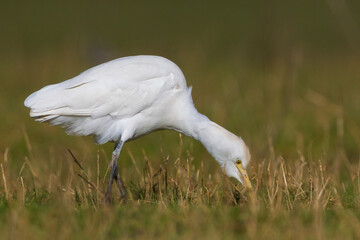  Koereiger, Cattle Egret, Bubulcus ibis