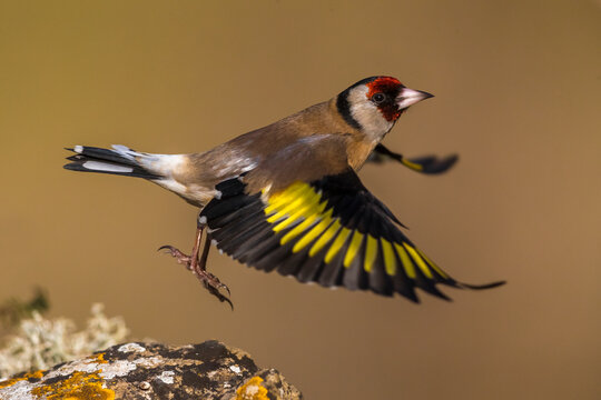 Putter; Eurasian Goldfinch; Carduelis carduelis