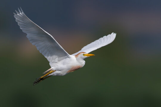Koereiger, Cattle Egret, Bubulcus ibis